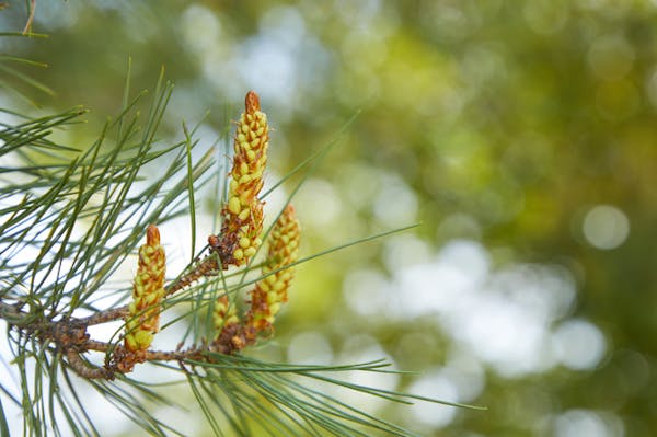 松の剪定は3種類ある 実施する時期や作業の手順を解説 ミツモア 松の剪定は3種類ある 実施する時期や作業の手順を解説 ミツモア