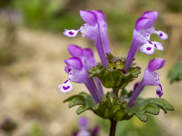 ホトケノザの特徴 生態を解説 厄介な雑草 七草との違いとは