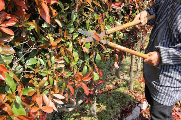 生垣の剪定方法まとめ 手入れ時期やバリカン ハサミの使い方 自分で樹形を整えるコツ 生垣の剪定方法まとめ 手入れ時期やバリカン ハサミの使い方 自分で樹形を整えるコツ