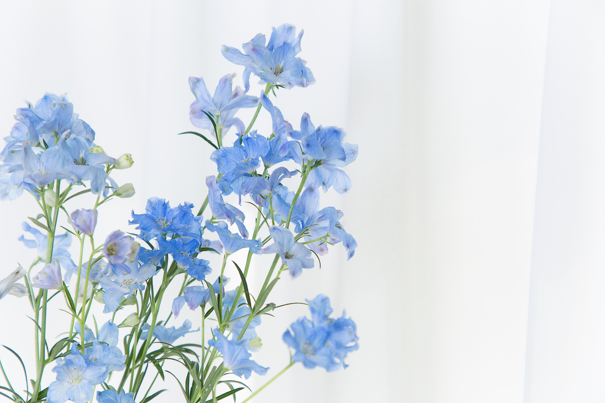 初夏の花デルフィニウムの品種や育て方 種まきや苗の植え付け方を解説