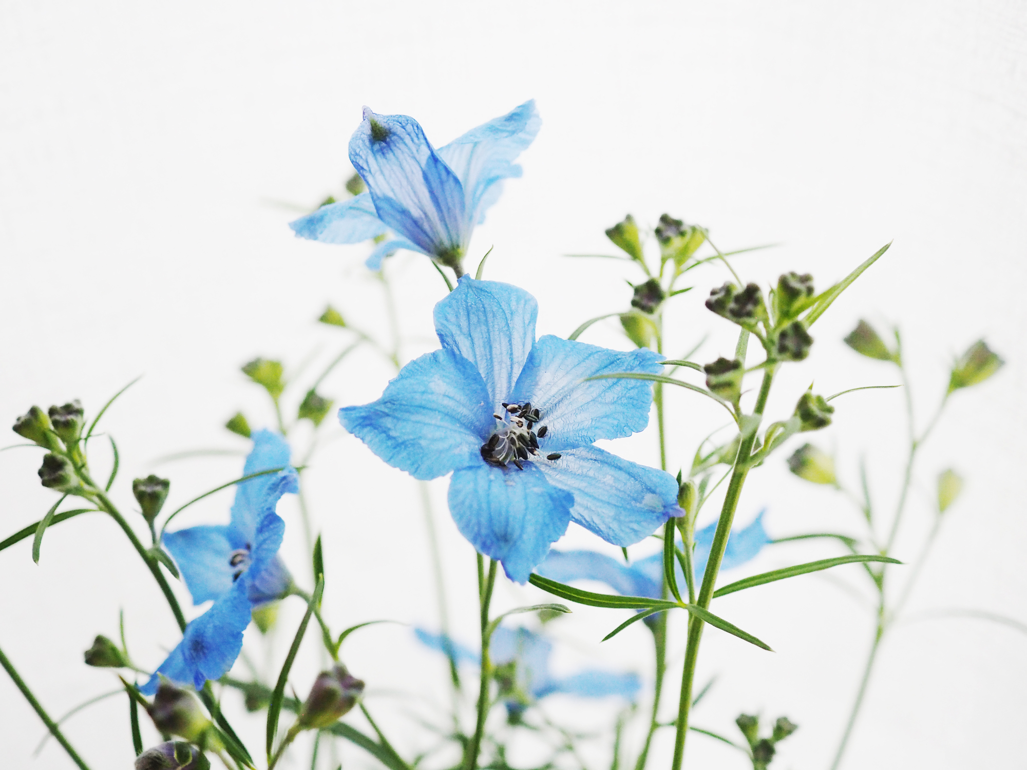 初夏の花デルフィニウムの品種や育て方 種まきや苗の植え付け方を解説 ミツモア