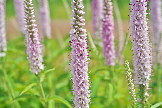 ベロニカの魅力や育て方 植え付けから剪定まで管理方法を解説