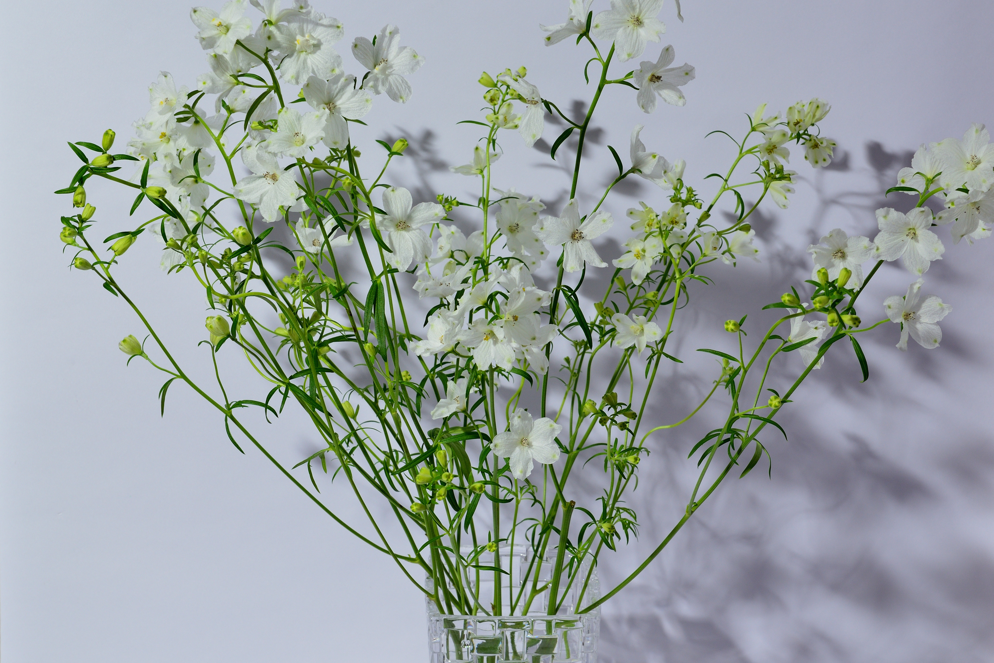 初夏の花デルフィニウムの品種や育て方 種まきや苗の植え付け方を解説 ミツモア