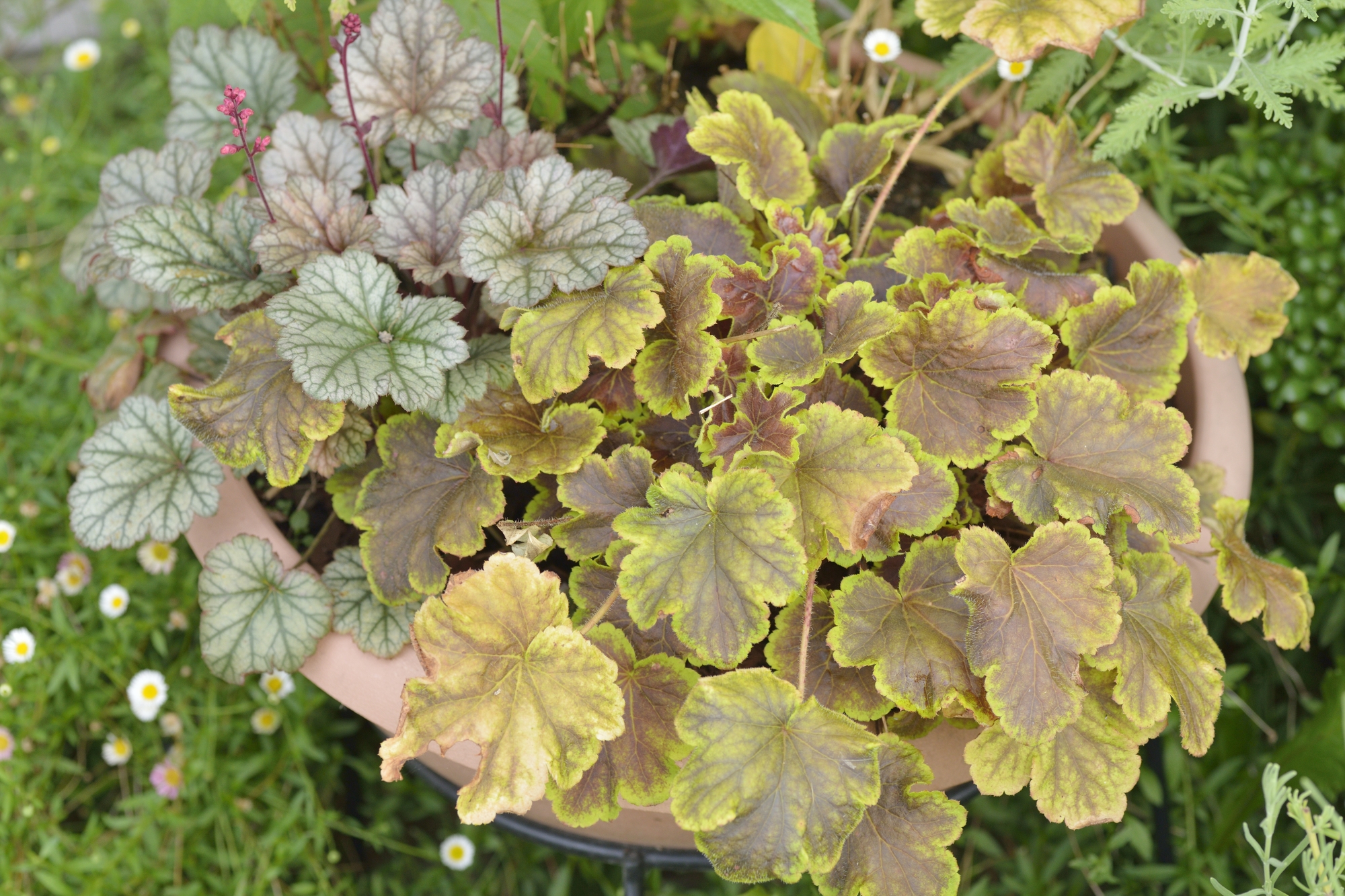 ヒューケラ ネプチューン 株分け苗 冬常緑 室内、日陰でも元気に育つ