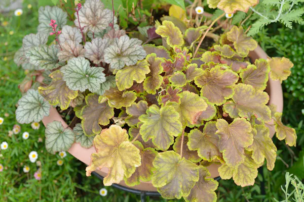 ヒューケラってどんな植物 人気の種類や育て方 楽しみ方も紹介 ヒューケラってどんな植物 人気の種類や育て方 楽しみ方も紹介