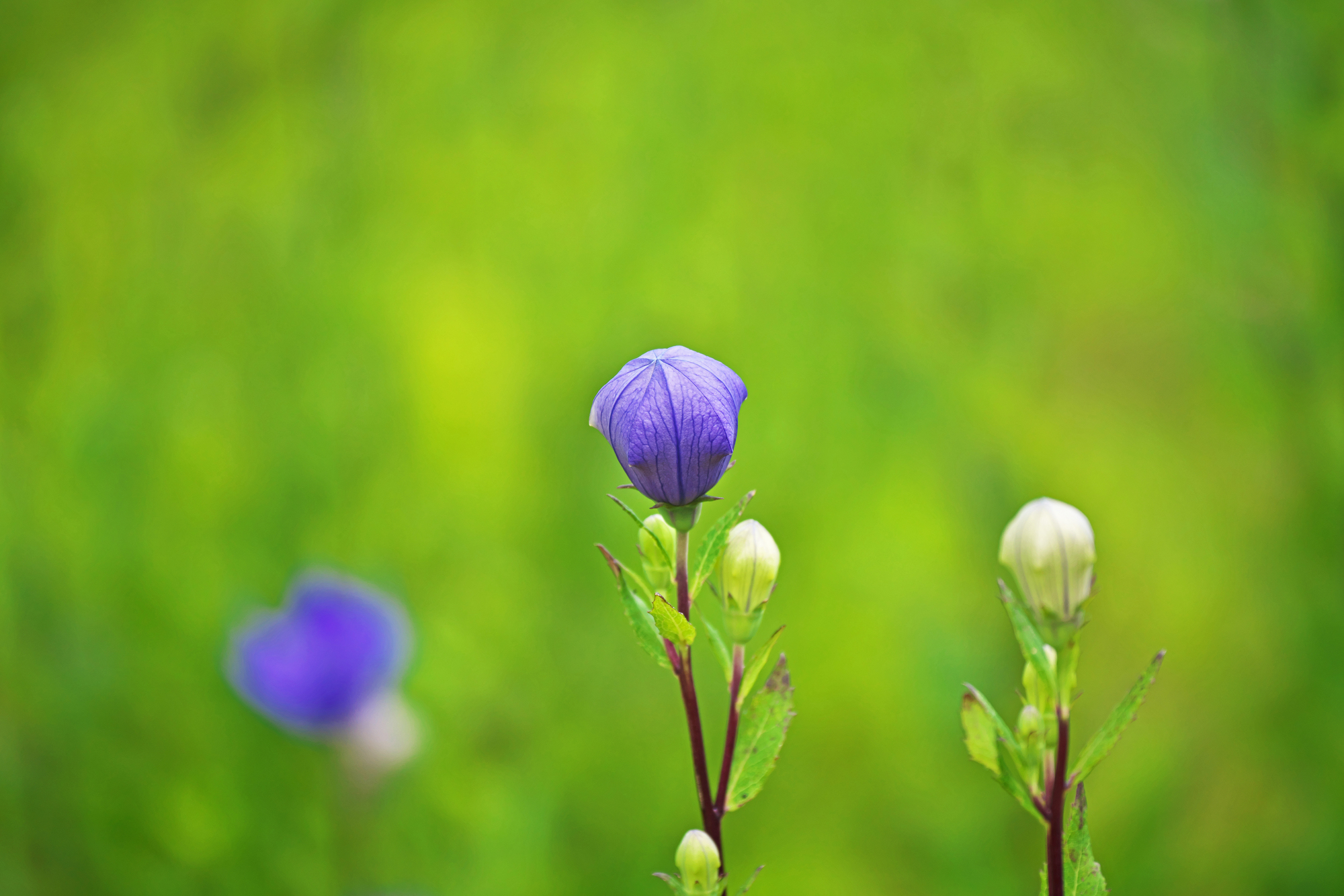 キキョウ 桔梗 の花を育ててみよう 育て方や栽培時のポイントも解説