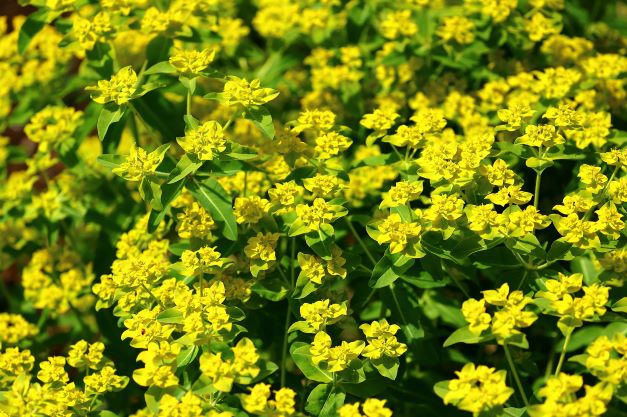 ユーフォルビアの上手な育て方 種類や注意点も詳しく解説