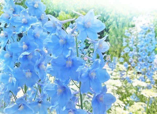 初夏の花デルフィニウムの品種や育て方 種まきや苗の植え付け方を解説 初夏の花デルフィニウムの品種や育て方 種まきや苗の植え付け方を解説