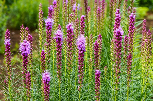 ベロニカの魅力や育て方 植え付けから剪定まで管理方法を解説 ベロニカの魅力や育て方 植え付けから剪定まで管理方法を解説