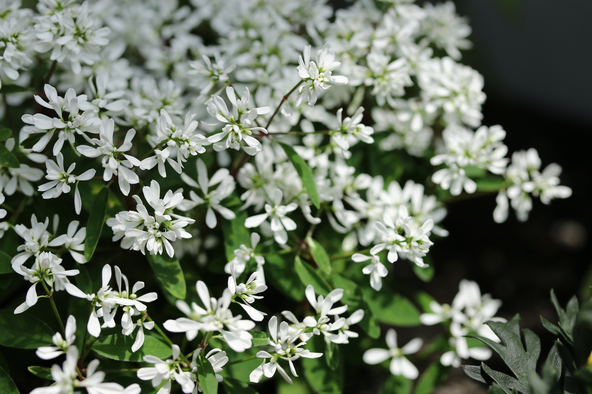 ユーフォルビアの上手な育て方 種類や注意点も詳しく解説