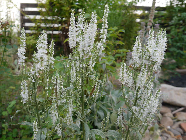 ベロニカの魅力や育て方 植え付けから剪定まで管理方法を解説 ミツモア