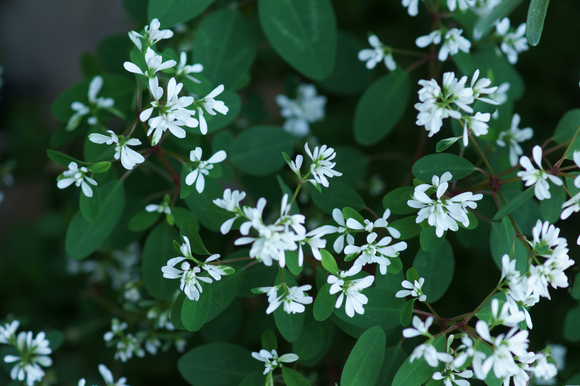 ユーフォルビアの上手な育て方 種類や注意点も詳しく解説 ミツモア
