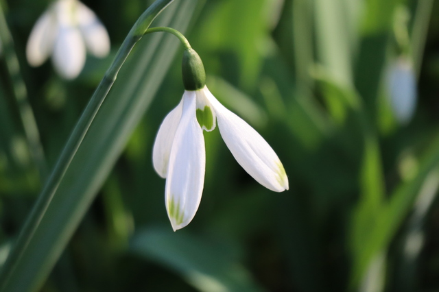 スノードロップを育てよう 栽培環境や育て方 注意点も紹介