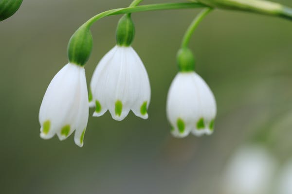 スノードロップを育てよう 栽培環境や育て方 注意点も紹介 スノードロップを育てよう 栽培環境や育て方 注意点も紹介