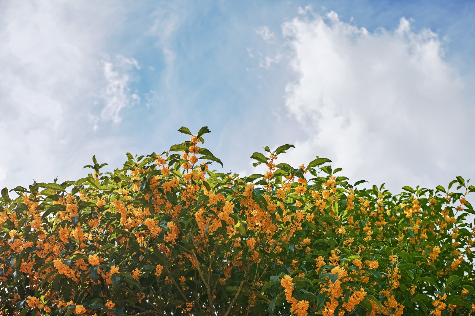 キンモクセイ 金木犀 の剪定時期はいつ 正しい方法やコツも解説