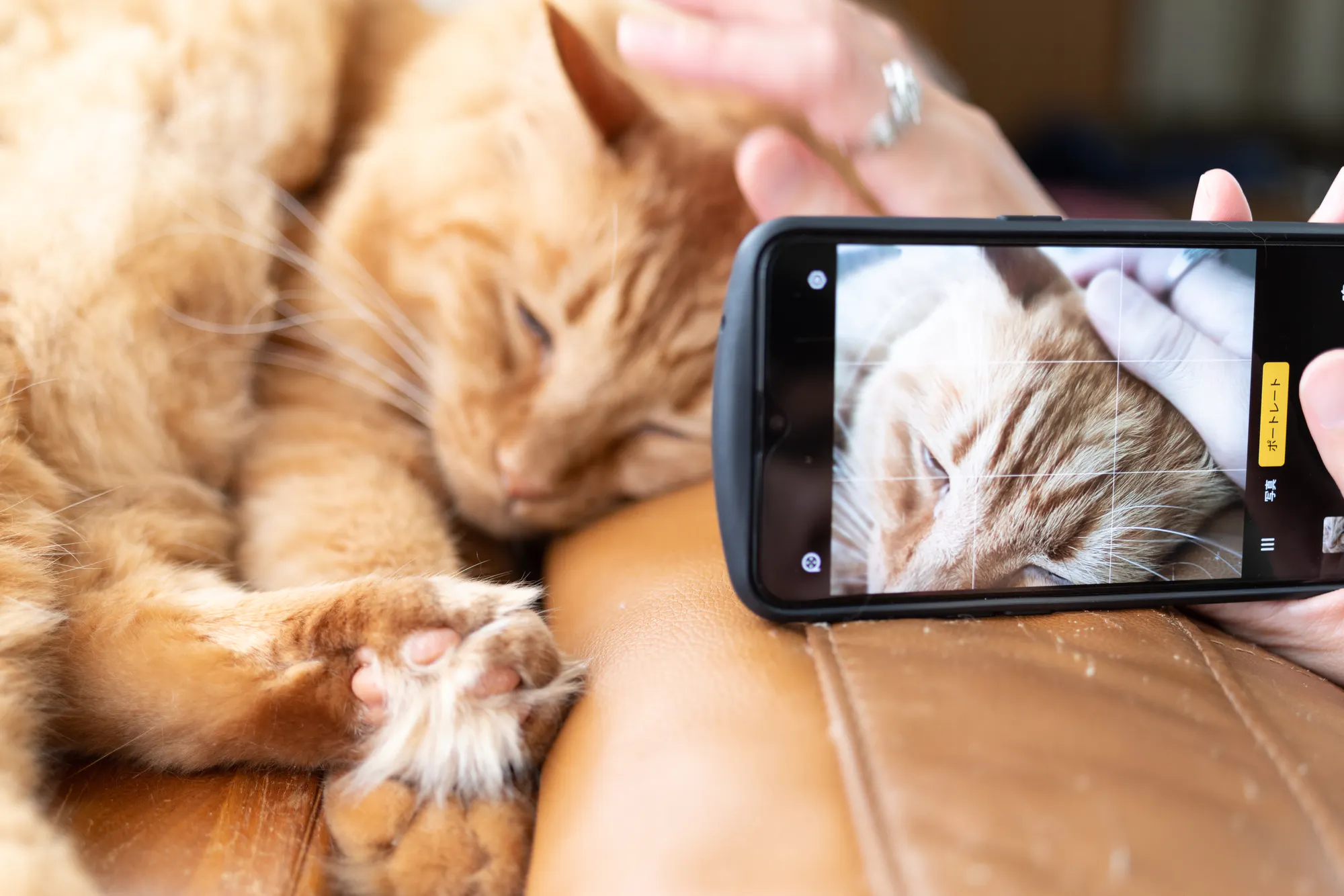 カメラマンが教える猫写真の撮り方 おすすめシーンのカメラ設定