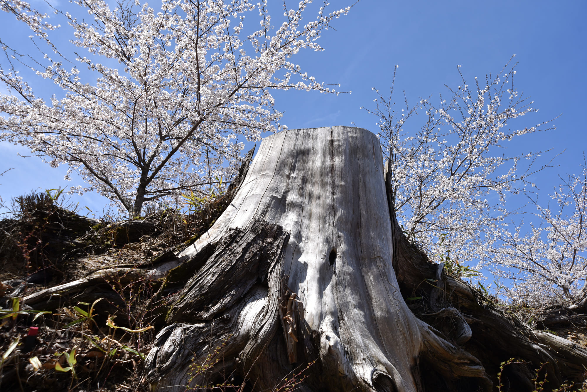 桜の木を伐採すべきタイミングとは。業者の選び方や費用も解説