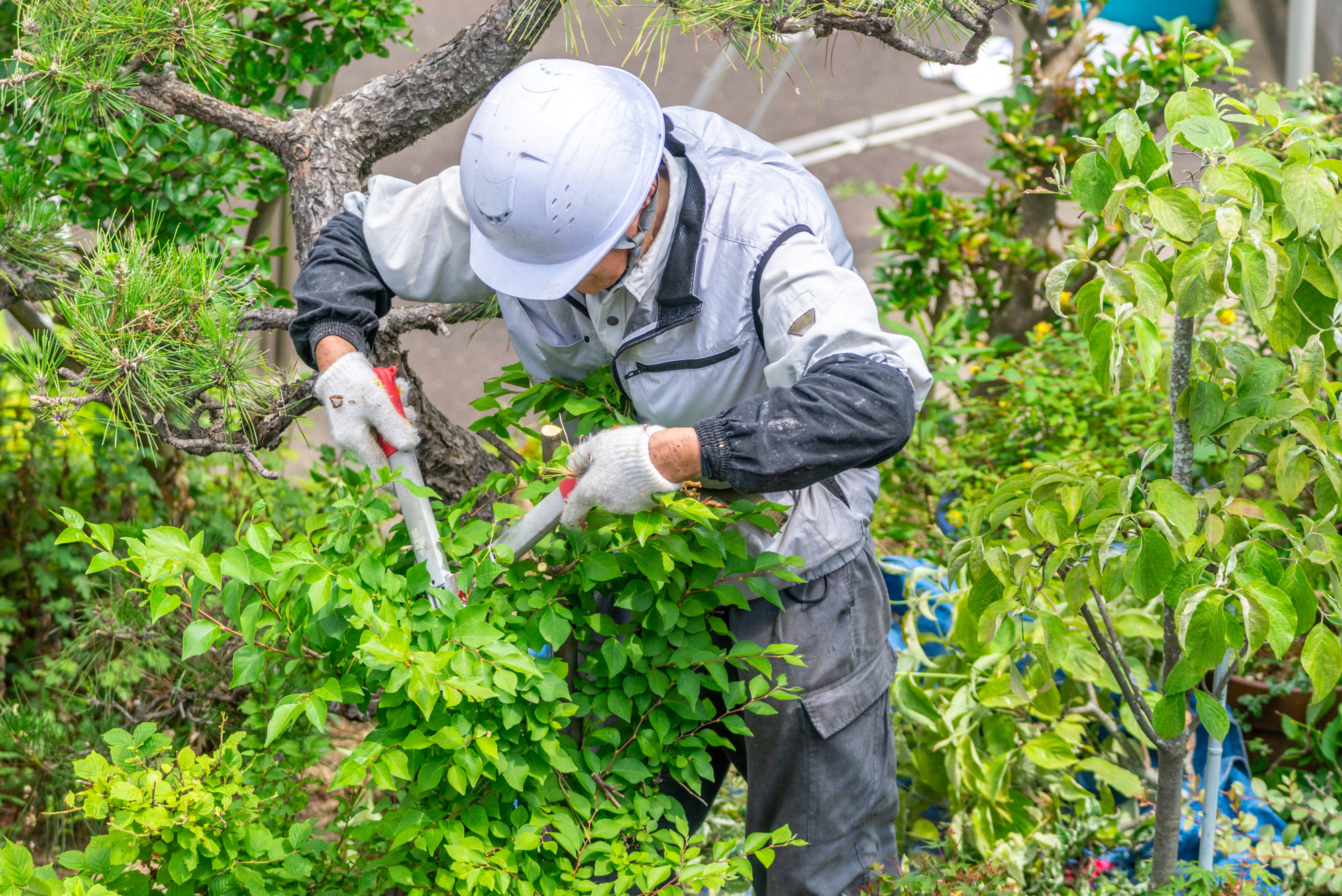 庭じまいの作業内容と費用相場を解説。予算に合わせた賢い庭じまい