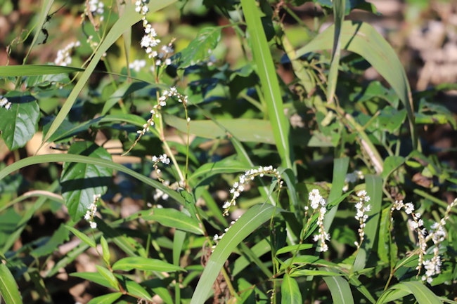 雑草に熱湯をかけて除草できるって本当？デメリットはある？