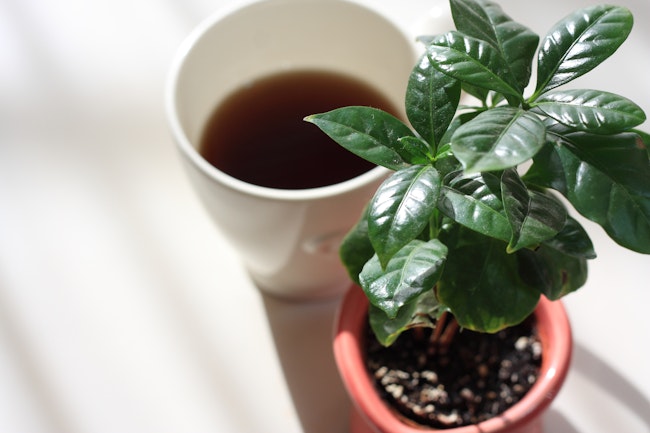 コーヒーの木の植え替え方法完全ガイド！タイミングや育て方のコツも紹介