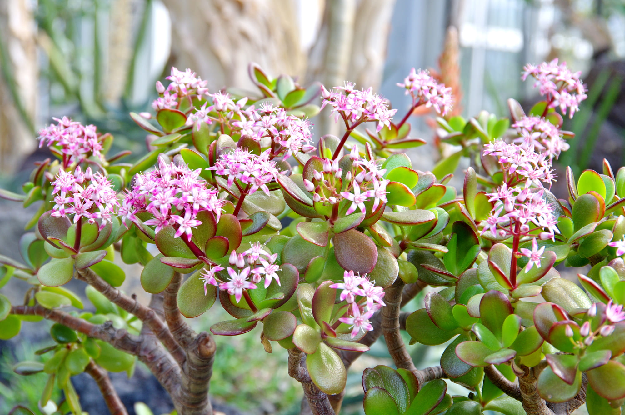 金のなる木の植え替え方法|育て方のコツも紹介