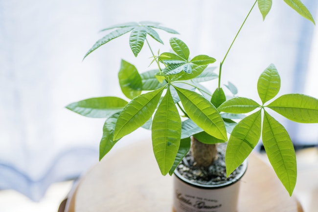 パキラの植え替え方法完全ガイド！タイミングから手順まで