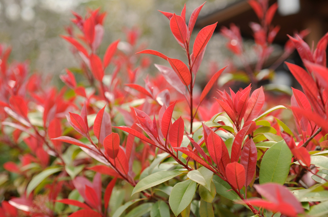 フェスツカ・グラウカとはどんな植物？栽培環境や育て方のポイント