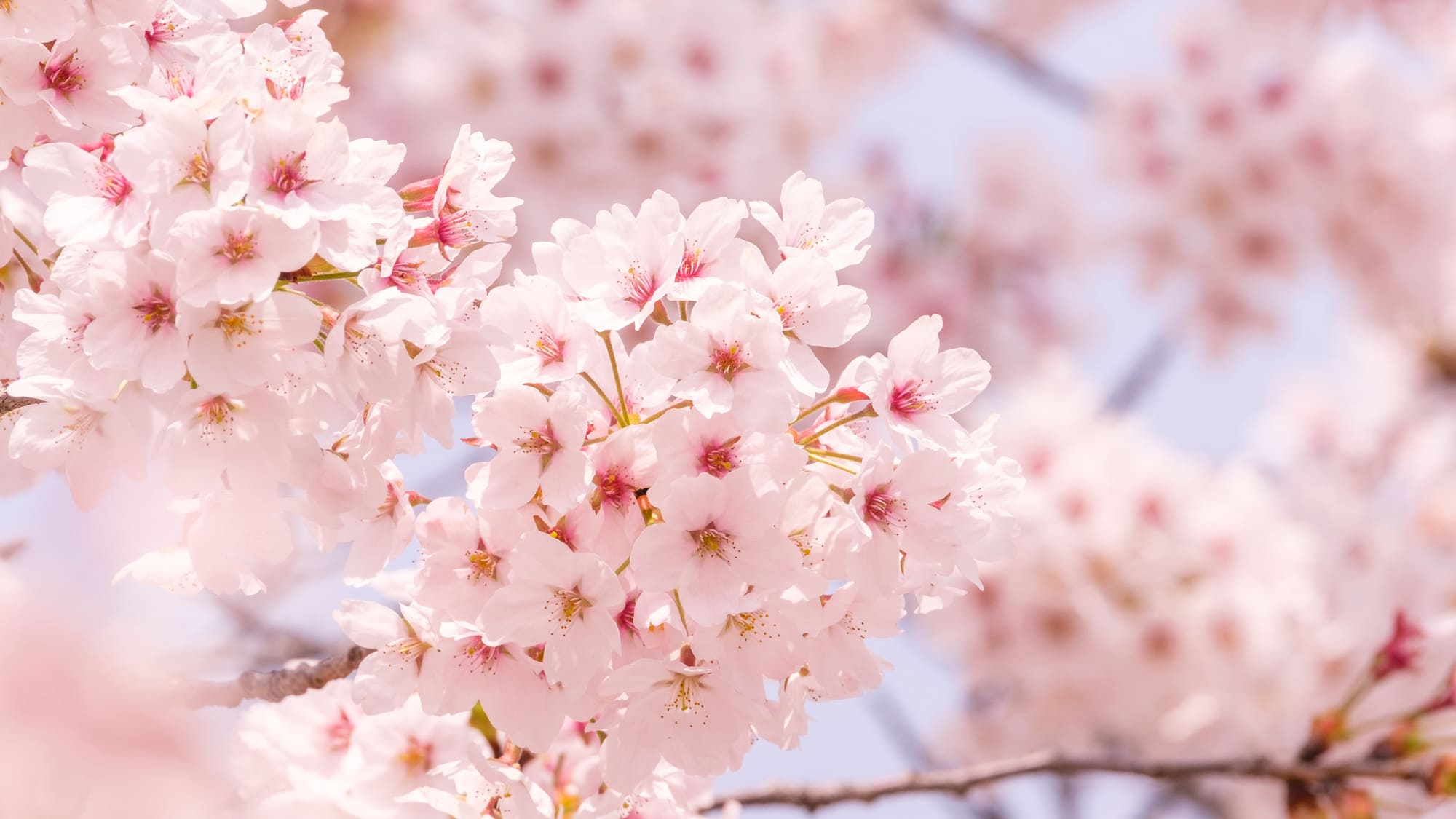 桜(サクラ)の剪定は11～12月頃がベスト！年数別の剪定のコツも紹介