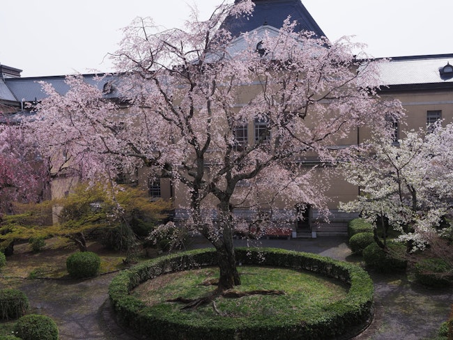 桜(サクラ)の剪定は11～12月頃がベスト！年数別の剪定のコツも紹介