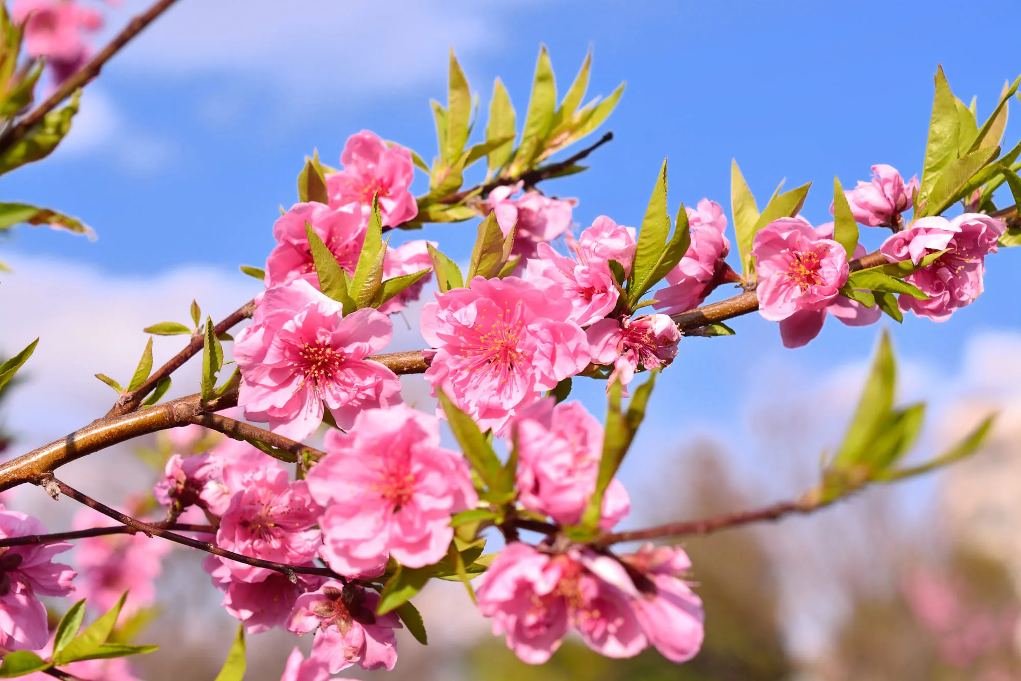 ハナモモ(花桃)の剪定時期は?花をたくさん咲かせる剪定のポイントを紹介