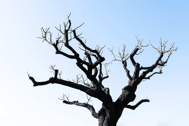 値下げ 庭木 まきの木 ① 高さ2M 幹回り70㎝ 枝:幹中心