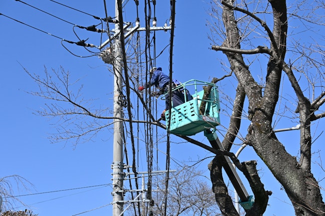 電線に木が引っかかっている時の対処方法は？ 連絡先や発生する費用などを解説