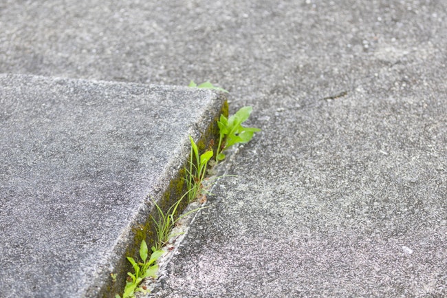 庭で見かけるしつこい雑草30種類！見た目の特徴や除草する方法も解説